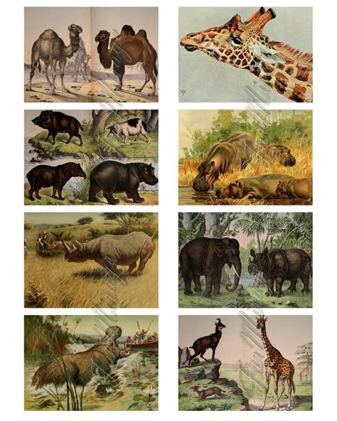 Giant Mammals Digital Collage Sheet 40 Atc Cards Printable Etsy