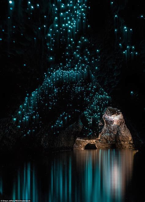 They also stretch down to alabama, but between these two regions spoiler: New Zealand glow worms create a 'surreal environment' in ...