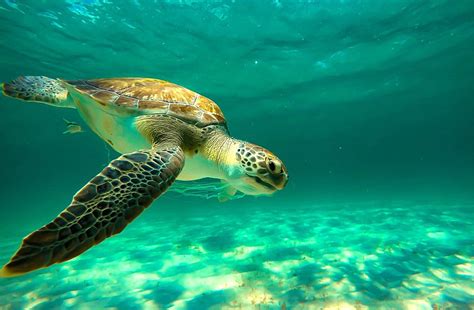 The first thing you have to know is that dolphins' feeding depends on their specie and where they live. What is a Sea Turtles Favorite Food? - SeaLife.gifts