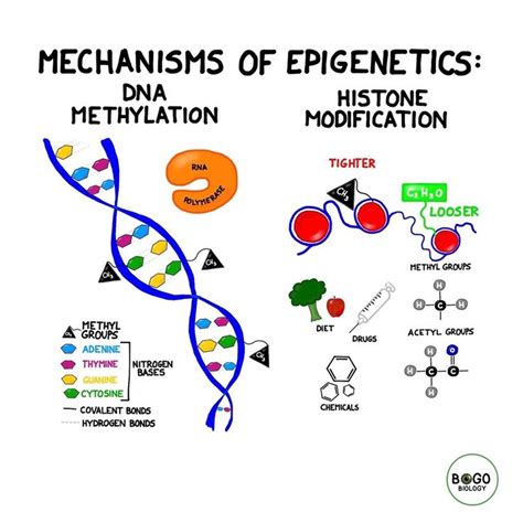 Epigenetics Nature Vs Nurture Epigenetics Medical School Studying