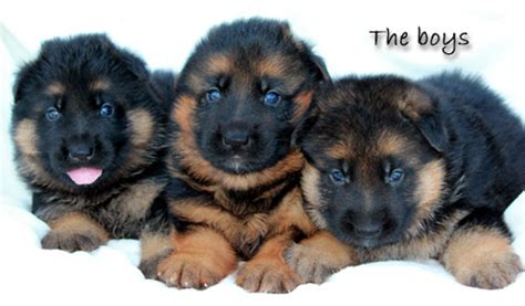 Reds Above The Rest Deep Red German Shepherd Puppies For Sale