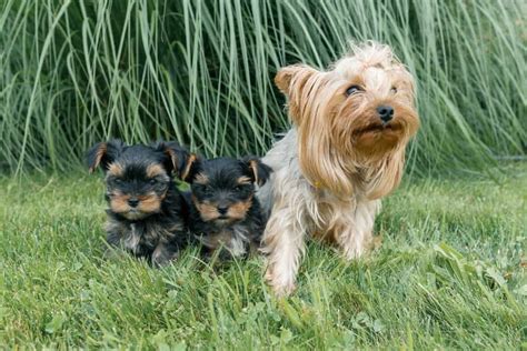 Yorkie Colors The Standard And Rare Yorkie Coat Colors K9 Web