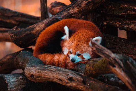 Why Are Red Pandas Endangered Environment Co