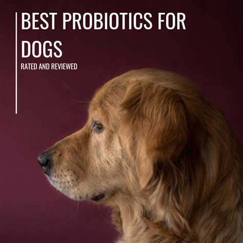 6 Best Probiotics For Dogs With Diarrhea And Allergies Top Rated