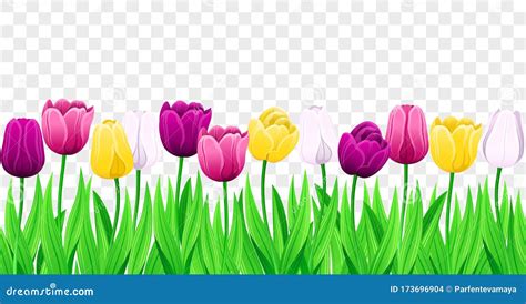 Seamless Row Of Vector Colorful Tulips With Leaves Set Of Isolated