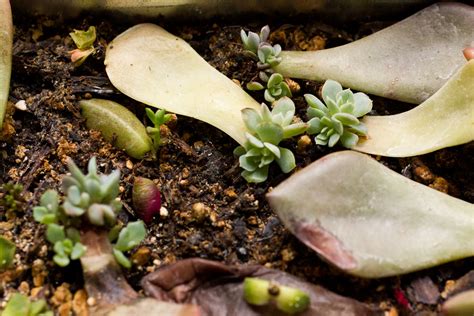 How To Propagate Succulents From Leaves And Cuttings In 4