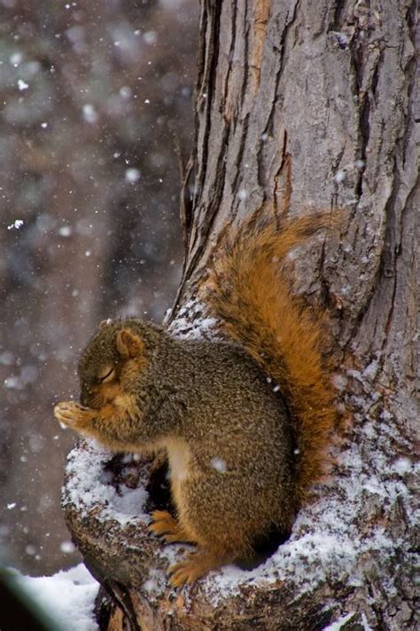 Praying Squirrel Squirrel Pictures Cute Squirrel Red Squirrel