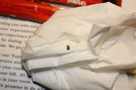 The Hilton Times Square And Bed Bugs What You Need To Know Bedbugs