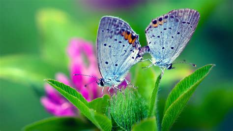 Download Wallpaper 1600x900 Spring Nature Butterfly