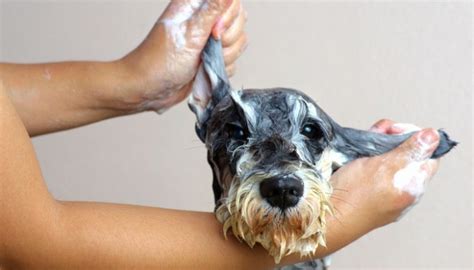 Dog Itchy Skin 5 Ways To Relieve Itchiness In Your Dog