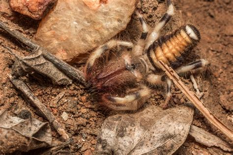 Fondly Called The ‘ferrari Of The Kalahari Camel Spiders Are