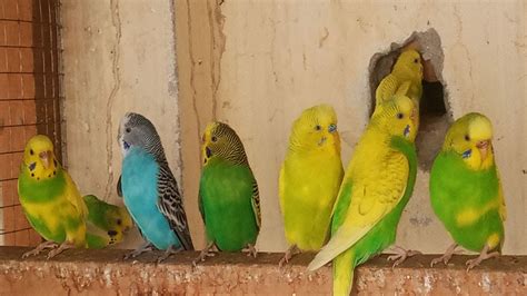 10 Hr Budgie Sounds For Lonely Birds To Make Them Happy Parakeet Sounds