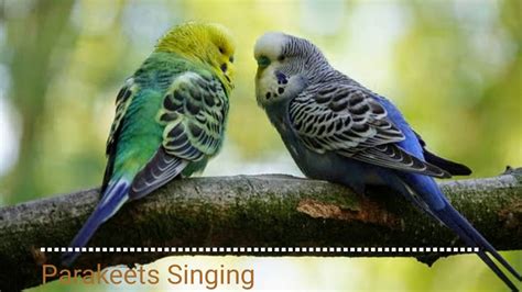 Animal Sounds Parakeets Singing Youtube