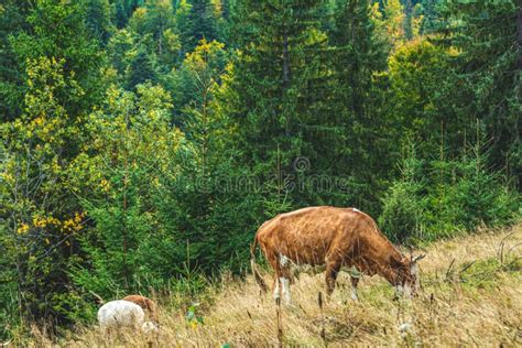 Cow On A Mountain Pasture Aerial View Amazing Over Of The Carpathian