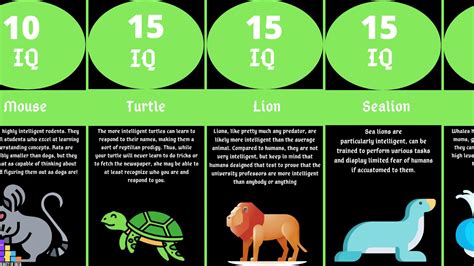 Canada ranked last for average iq amongst group of 7 countries. IQ COMPARISON: Animals - YouTube