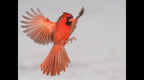 Cardinal Bird Sounds Youtube