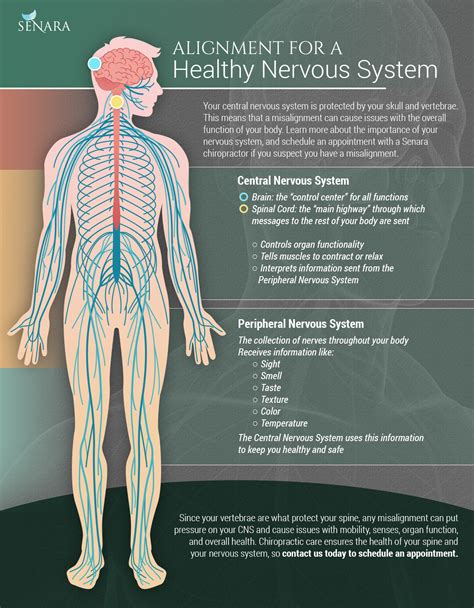 The Importance Of A Healthy Nervous System Senara Health And Healing