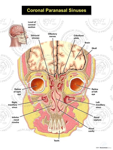 Anatomy Of Sinuses In Head Anatomical Charts Posters