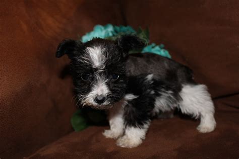 All of our puppies are born and raised indoors and are watched. Miniature Schnauzer Puppies For Sale | Academy, TX #231116