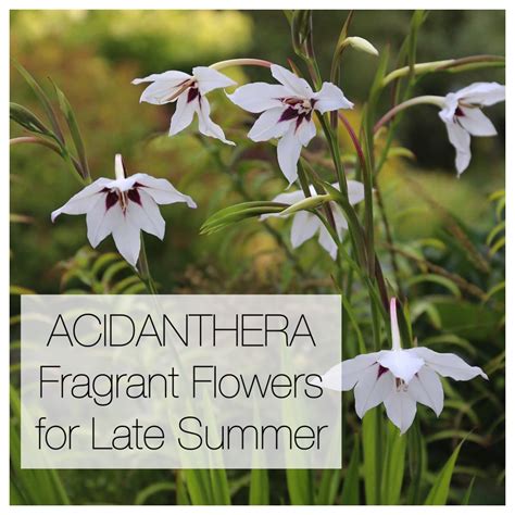 Acidanthera Fragrant Flowers For Late Summer Longfield Gardens