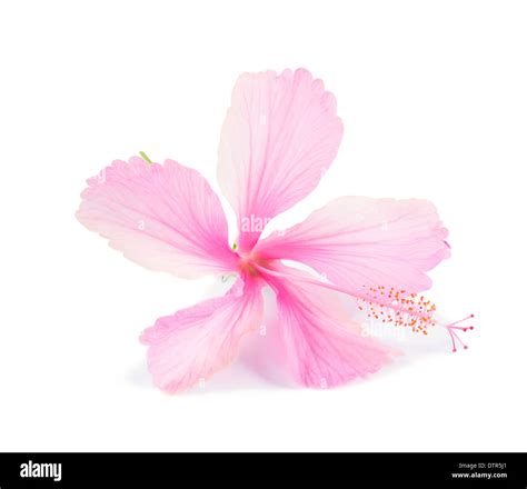 Pink Hibiscus Flower Is Isolated On White Background Stock Photo Alamy