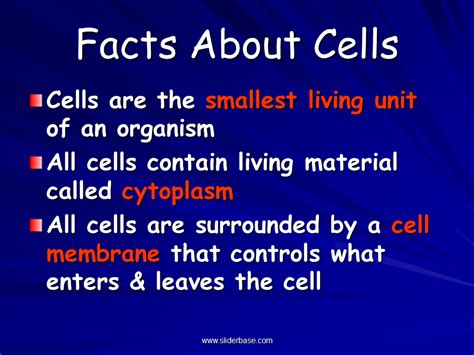 Animal Cell Information Facts Dog Understanding Animal Research