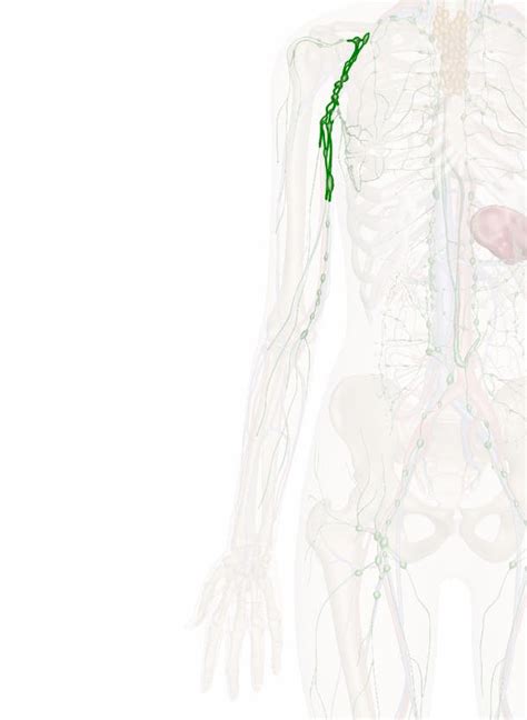 The Axillary Nodes Anatomy And 3d Illustrations