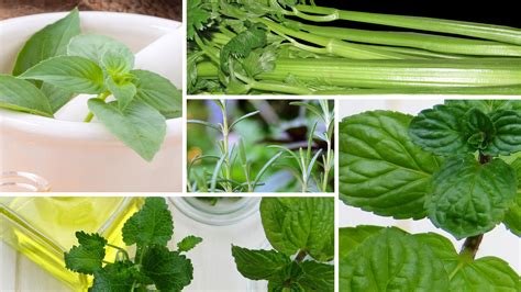 5 Medicinal Plants That Can Be In Your Garden Right Now How To