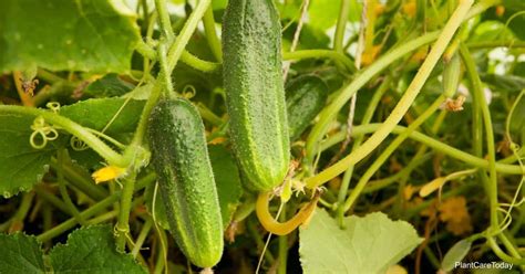 Cucumber Leaves Turning Yellow Possible Yellowing Causes
