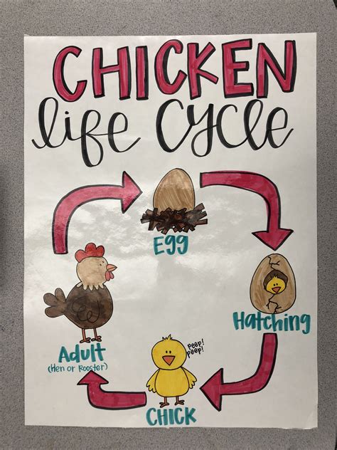 Life Cycle Of A Chicken Anchor Chart 1st Grade Bird Life Cycle Life