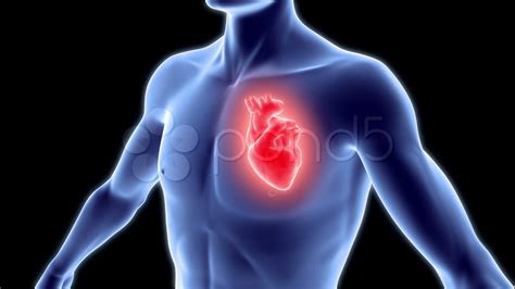 Human Body With Heart Stock Footage Youtube