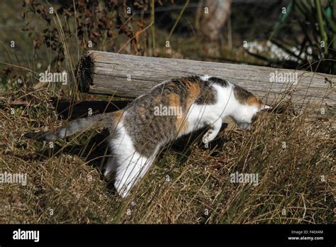 Domestic Cat Jumping Hi Res Stock Photography And Images Alamy
