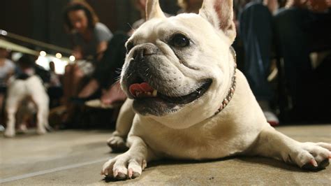 The American Kennel Club Reveals The Most Popular Dog Breeds