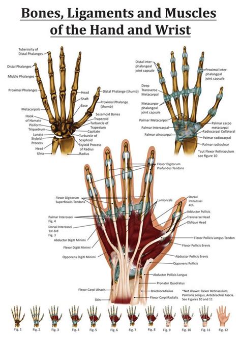 How many bones make up the wrist? We, The o'jays and Medical on Pinterest