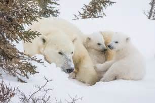 Canada Polar Cuddle