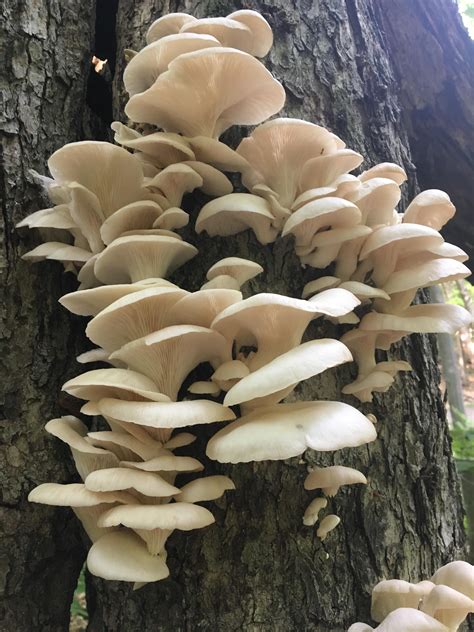 First Time Foraging Did I Find Some Tasty Oyster Mushrooms Rmycology
