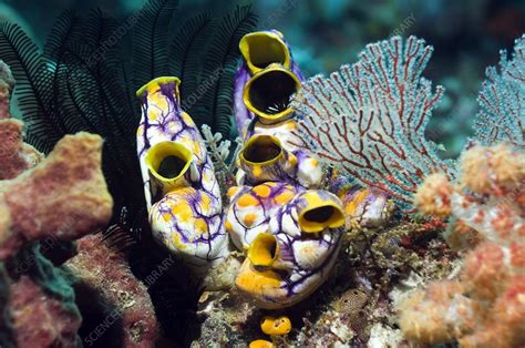 Ink-spot sea squirts - Stock Image - C006/4294 - Science ...