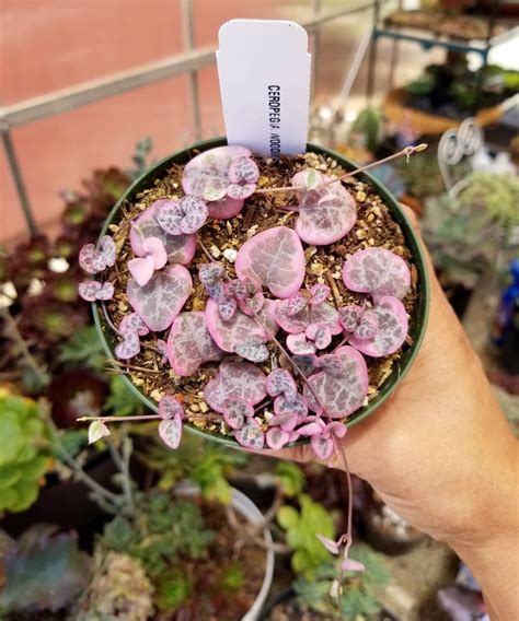 String of hearts, chain of hearts, rosary vine, collar of hearts, hearts on a string, sweetheart vine, ceropegia woodii. Pin on Succulents & cacti