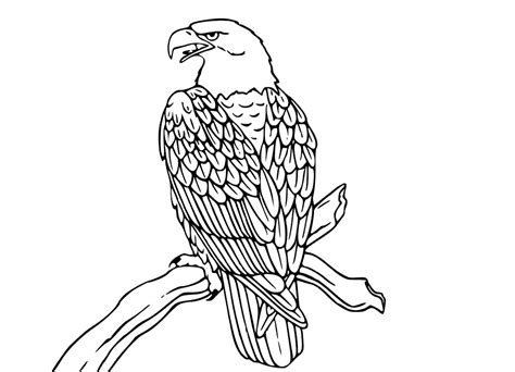 Bald Eagle Coloring Pages - Coloring Home