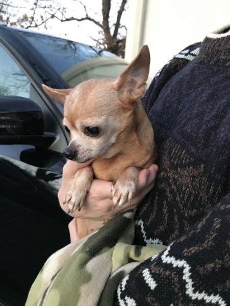 Chihuahua Dog For Adoption In West Allis Wisconsin Cinnabon