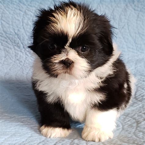 Find shih tzu dogs and puppies from indiana breeders. Shih Tzu Puppies For Sale | Newport, MI #297195 | Petzlover