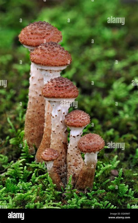 Dark Honey Fungus Armillaria Solidipes Armillaria Ostoyae Growing