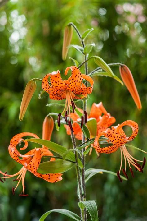 Tall Garden Lilium Tiger Lily Splendens Orange From Growing Colors