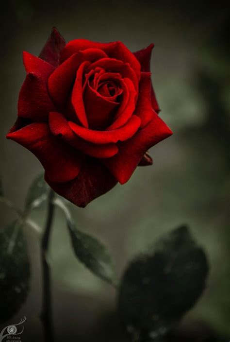 Pin By Linda Speaker On Flower Beautiful Aesthetic Roses Beautiful