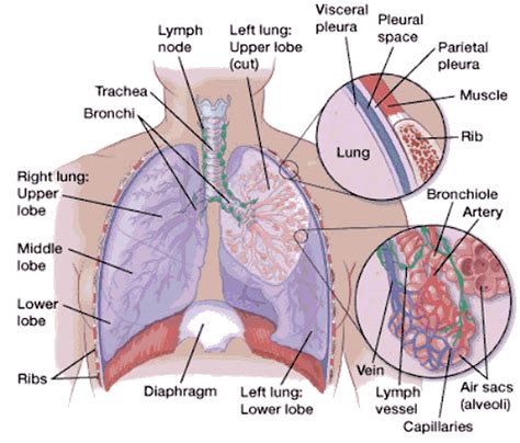 Lung Anatomy And Function Lung Nodule Lung Disease And Lung Infection