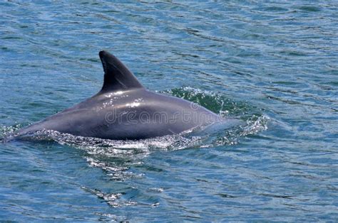 Dolphin Fin Stock Image Image Of Aggressive Danger 45563511