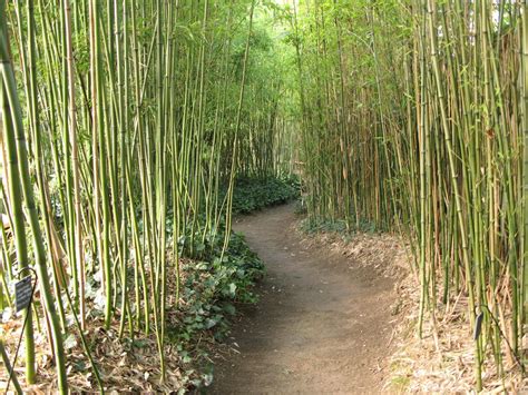 Jardin Japonais Bambou Pivoine Etc
