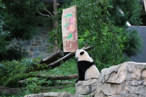 Bao Bao Birthday Panda Cub Turns One At Smithsonian National Zoo Video