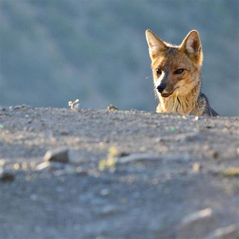 El Zorro Culpeo Habitante Irrestricto De Los Andes Chilenos Mirando