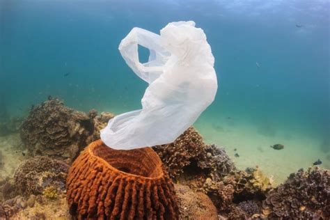 Kenya Bans Plastic Bags In Latest Attempt To Combat Pollution
